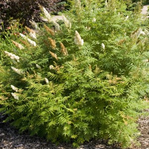 Tawlina jarzębolistna krzew Sorbaria sorbifolia pokrój odporna roślina zadarniająca na trudne tereny