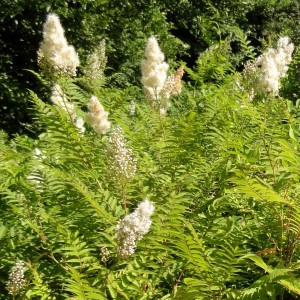 Sorbaria sorbifolia tawlina jarzębolistna puszyste wiechy kwiatowe krzew na żywopłoty nieformowane i nad wodę
