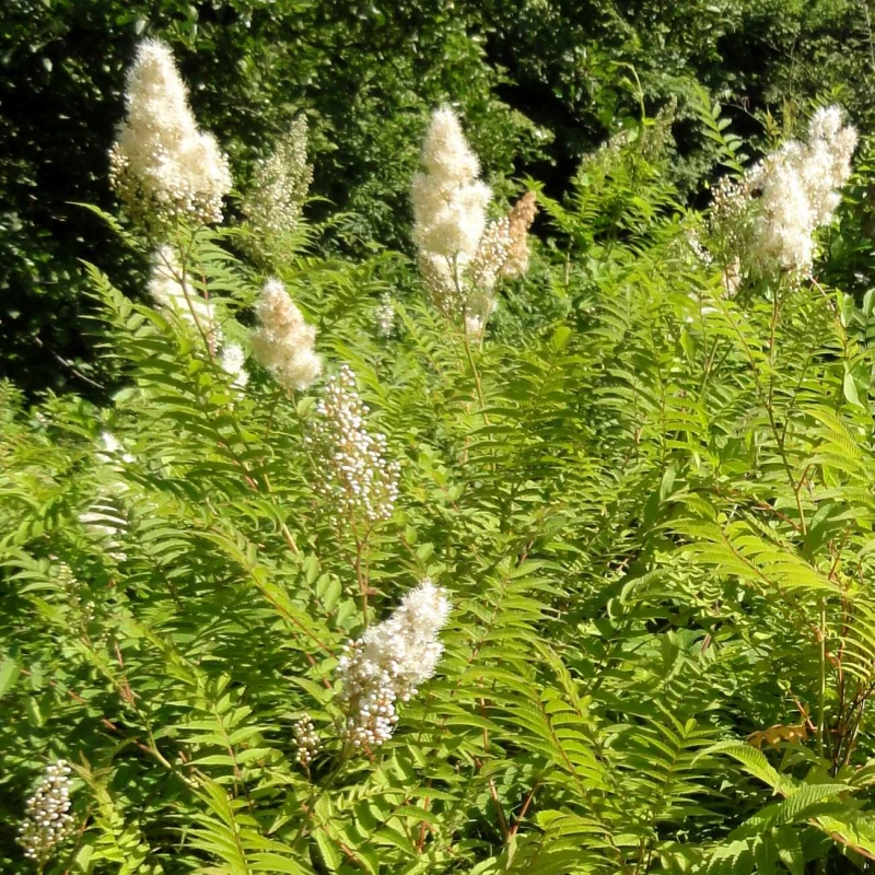 Sorbaria sorbifolia tawlina jarzębolistna puszyste wiechy kwiatowe krzew na żywopłoty nieformowane i nad wodę
