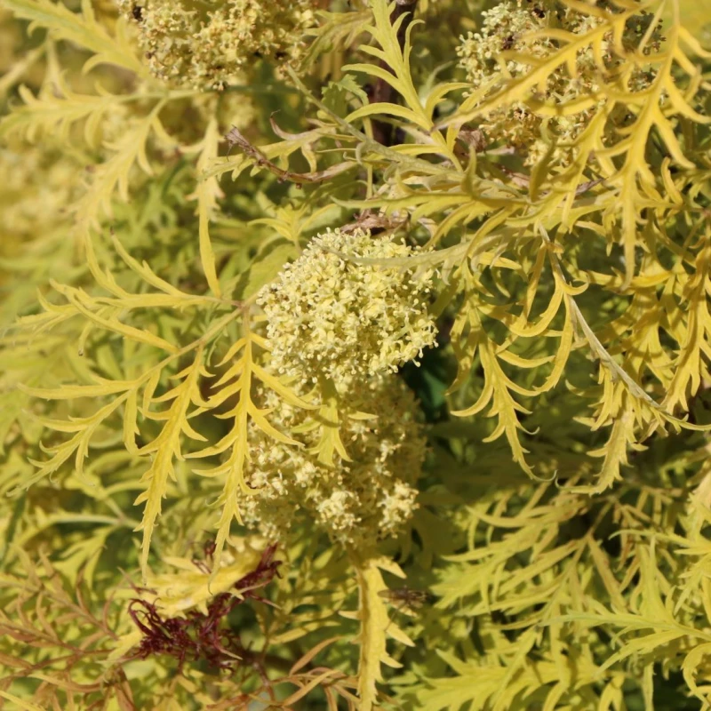 Sambucus racemosa Plumosa Aurea liście i pąki makro zbliżenie mocno powcinane żółte liście bzu koralowego
