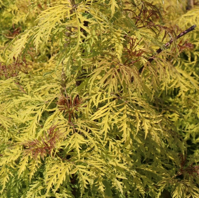Bez koralowy Plumosa Aurea pierzaste liście koronkowe ulistnienie krzewu efektowny żółty krzew liściasty na słońce i do półcienia