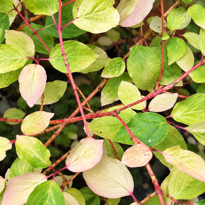 Dereń pędy czerwone i liście Cornus sanguinea żółto-zielone liście i jaskrawe gałązki derenia krzew liściasty