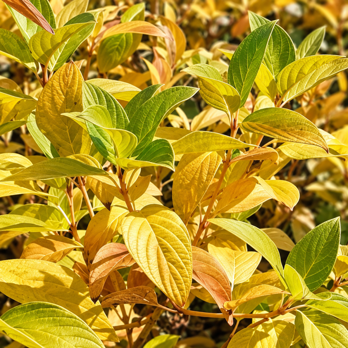 Dereń rozłogowy Flaviramea liście Cornus sericea zbliżenie na żółte jesienne liście derenia krzew ozdobny do ogrodu