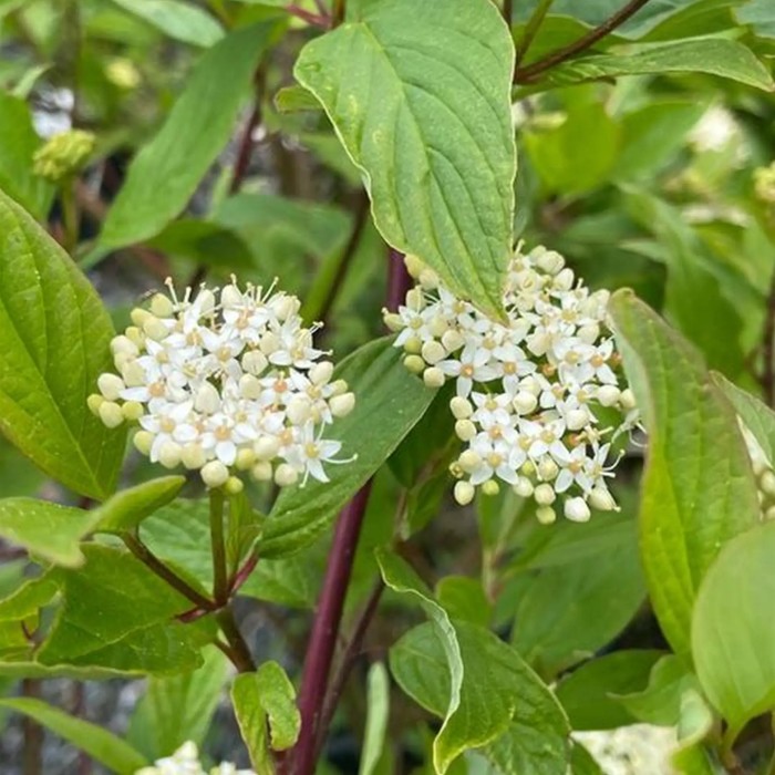 Kwiaty derenia rozłogowego makro Cornus sericea Flaviramea kwitnienie białe baldachogrony derenia roślina miododajna