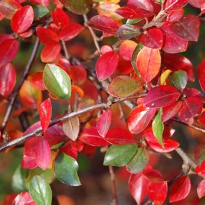 Irga rozkrzewiona liście jesienią Cotoneaster divaricatus zbliżenie na czerwone i pomarańczowe liście krzewu ozdobnego do ogrodu