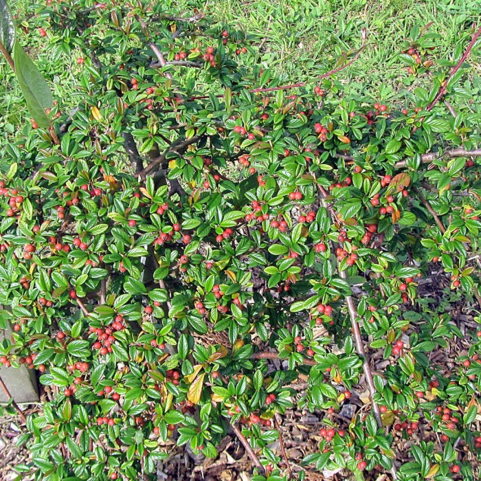 Irga wierzbolistna pędy w donicy Cotoneaster salicifolius Repens przewieszający się krzew okrywowy na taras i skarpy