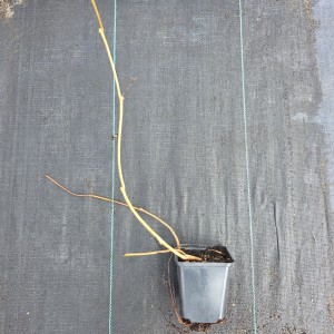 Winobluszcz pięciolistkowy Murorum sadzonka Parthenocissus quinquefolia odmiana murowa silne pnącze samoczepne na ogrodzenia i mury roślina w doniczce