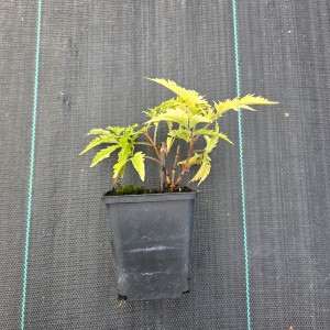 Bez koralowy Plumosa Aurea sadzonka w doniczce Sambucus racemosa roślina ozdobna żółty krzew o pierzastych liściach sadzonki krzewów liściastych