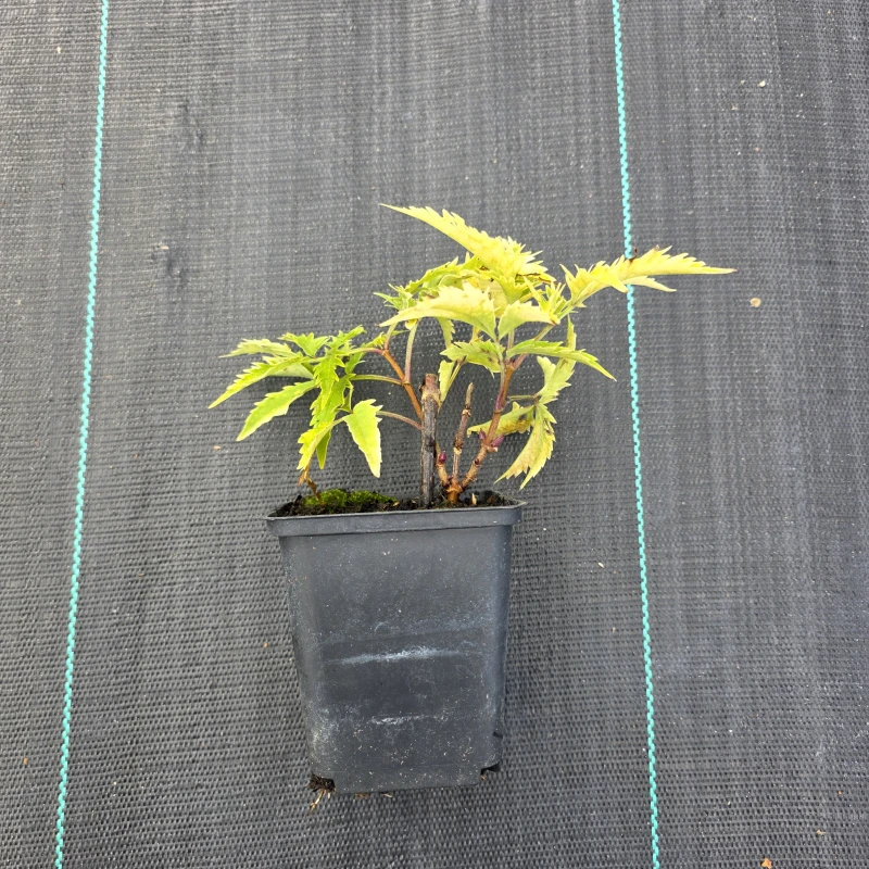 Bez koralowy Plumosa Aurea sadzonka w doniczce Sambucus racemosa roślina ozdobna żółty krzew o pierzastych liściach sadzonki krzewów liściastych
