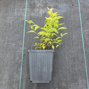 Tawuła gęstolistana sadzonka w doniczce Spiraea densiflora roślina ogrodowa karłowy krzew liściasty na obwódki i rabaty sadzonki krzewów ozdobnych