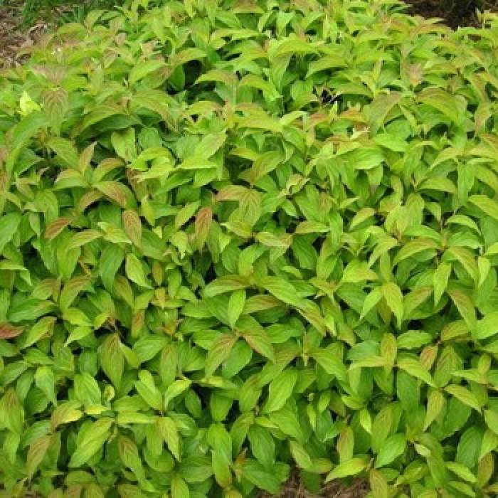 Cornus sericea Kelseyi krzew karłowy dereń rozłogowy niski krzew liściasty na rabaty i skarpy