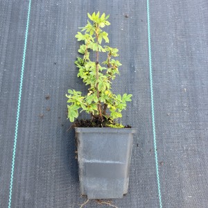 Pięciornik krzewiasty sadzonka w doniczce Potentilla fruticosa roślina miododajna niski krzew na obwódki i skalniaki odporny na suszę