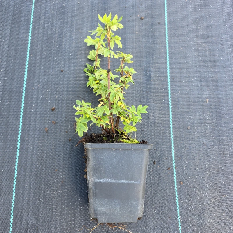 Pięciornik krzewiasty sadzonka w doniczce Potentilla fruticosa roślina miododajna niski krzew na obwódki i skalniaki odporny na suszę