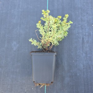 Pięciornik krzewiasty sadzonka w doniczce Potentilla fruticosa roślina ogrodowa odporny krzew miododajny na rabaty i skalniaki sadzonki krzewów liściastych