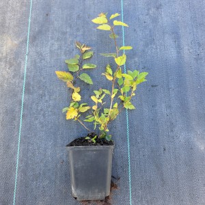 Tawuła ożankolistna sadzonka w doniczce Spiraea chamaedryfolia roślina ogrodowa odporny krzew liściasty o białych kwiatach sadzonki na żywopłoty