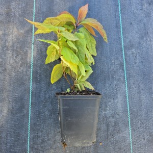 tawuła-macrophylla.jpg