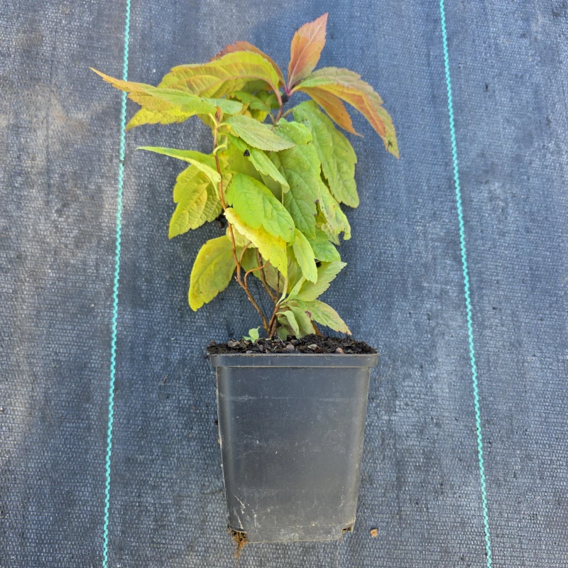tawuła-macrophylla.jpg