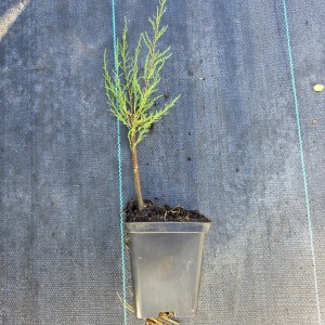 tamarix-parviflora.jpg