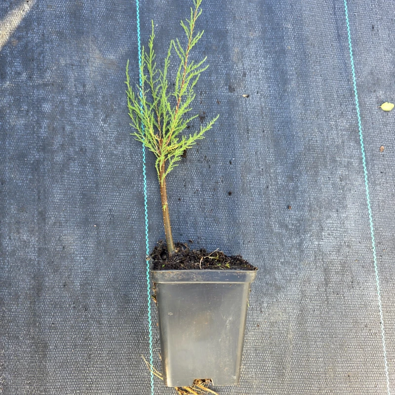 tamarix-parviflora.jpg