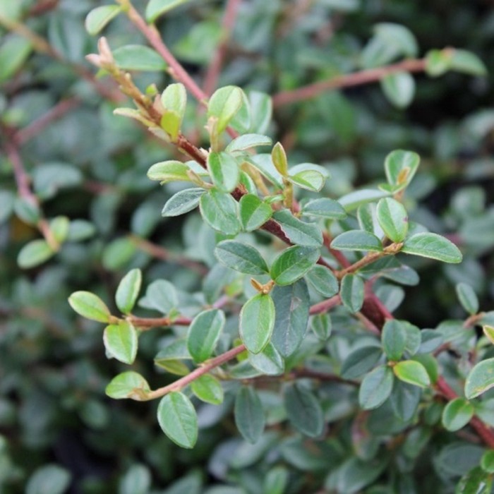 irga-Cotoneaster-suecicus-Skogholm-5.jpg