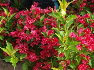 Krzewuszka cudowna Red Prince kwiaty Weigela florida krzew liściasty obficie kwitnąca czerwona krzewuszka do ogrodu