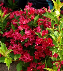 Krzewuszka Red Prince zbliżenie Weigela florida kwiatostany intensywnie czerwone dzwonkowate kwiaty krzewuszki roślina miododajna