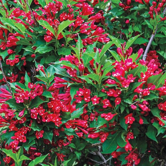 Weigela florida Red Prince kwitnienie krzewuszka o czerwonych kwiatach krzew miododajny łatwy w uprawie do ogrodu przydomowego