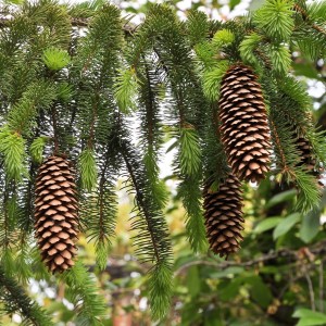 Świerk-pospolity-Picea-abies-6.jpg