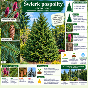 Świerk-pospolity-Picea-abies-5.png