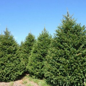 Świerk-pospolity-Picea-abies-4.jpg