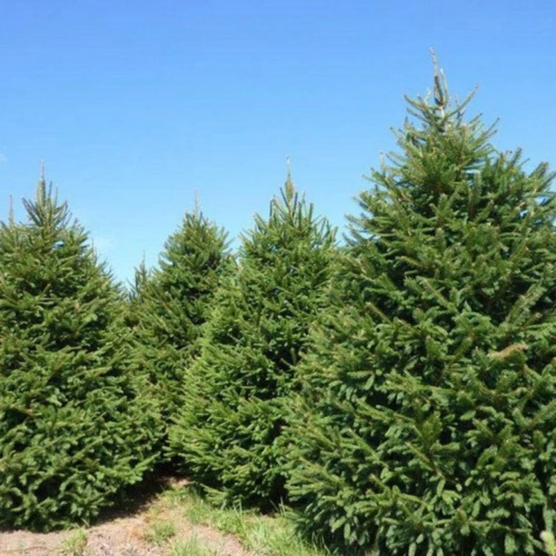 Świerk-pospolity-Picea-abies-4.jpg