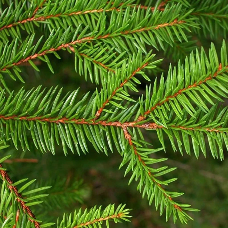 Świerk-pospolity-Picea-abies-2.jpg