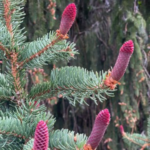 Świerk-pospolity-Picea-abies-1.jpg