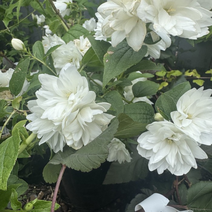 jaśminiowiec-Philadelphus-Frosty-Morn-4.jpeg