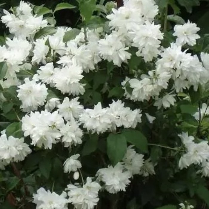 jaśminiowiec-Philadelphus-Frosty-Morn-3.jpg