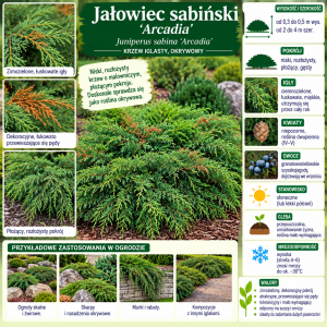 Jałowiec sabiński Arcadia infografika Juniperus sabina uprawa wymagania zimozielony krzew okrywowy na skarpy i murki