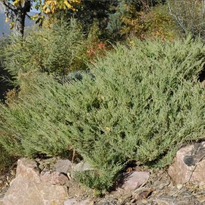 Jałowiec sabiński na skalniaku Juniperus sabina Arcadia odporny krzew iglasty na suche i kamieniste stanowiska
