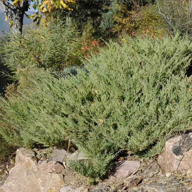 Jałowiec sabiński na skalniaku Juniperus sabina Arcadia odporny krzew iglasty na suche i kamieniste stanowiska