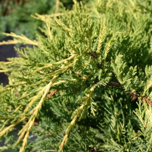 Jałowiec pośredni Aurea igły makro Juniperus pfitzeriana zbliżenie na gałązki złocistożółte łuskowate igły jałowca roślina na skarpy