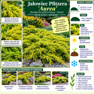 ałowiec Pfitzera Aurea infografika Juniperus pfitzeriana uprawa i wymagania krzew iglasty okrywowy o złocistym zabarwieniu