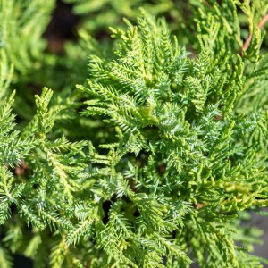 Jałowiec pośredni Goldkissen igły makro Juniperus pfitzeriana zbliżenie na pędy limonkowy iglak okrywowy do ogrodu roślina mrozoodporna