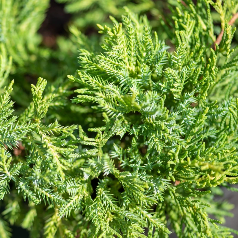 Jałowiec pośredni Goldkissen igły makro Juniperus pfitzeriana zbliżenie na pędy limonkowy iglak okrywowy do ogrodu roślina mrozoodporna