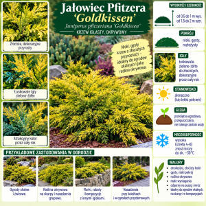 Jałowiec Pfitzera Goldkissen infografika uprawa Juniperus pfitzeriana wymagania niski gęsty krzew iglasty o złocistych przyrostach