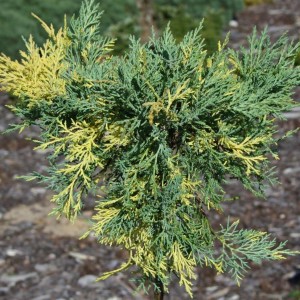 Jałowiec pośredni Blue and Gold sadzonka Juniperus pfitzeriana pędy dwubarwne odporny iglak na rabaty i wrzosowiska roślina okrywowa