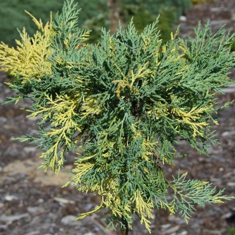 Jałowiec pośredni Blue and Gold sadzonka Juniperus pfitzeriana pędy dwubarwne odporny iglak na rabaty i wrzosowiska roślina okrywowa