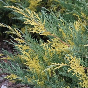 Juniperus pfitzeriana Blue and Gold zbliżenie jałowiec o dwubarwnych igłach złociste i stalowoniebieskie pędy jałowca okrywowego