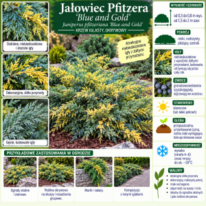 Jałowiec Pfitzera Blue and Gold infografika uprawa Juniperus pfitzeriana wymagania krzew iglasty okrywowy o żółto-niebieskich igłach