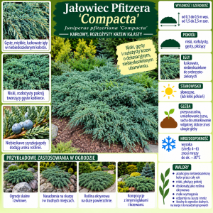 Jałowiec Pfitzera Compacta infografika uprawa Juniperus pfitzeriana wymagania karłowy krzew iglasty o niebieskozielonych igłach
