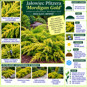 Jałowiec Pfitzera Mordigan Gold infografika uprawa Juniperus pfitzeriana wymagania niski rozłożysty krzew iglasty o złocistych przyrostach