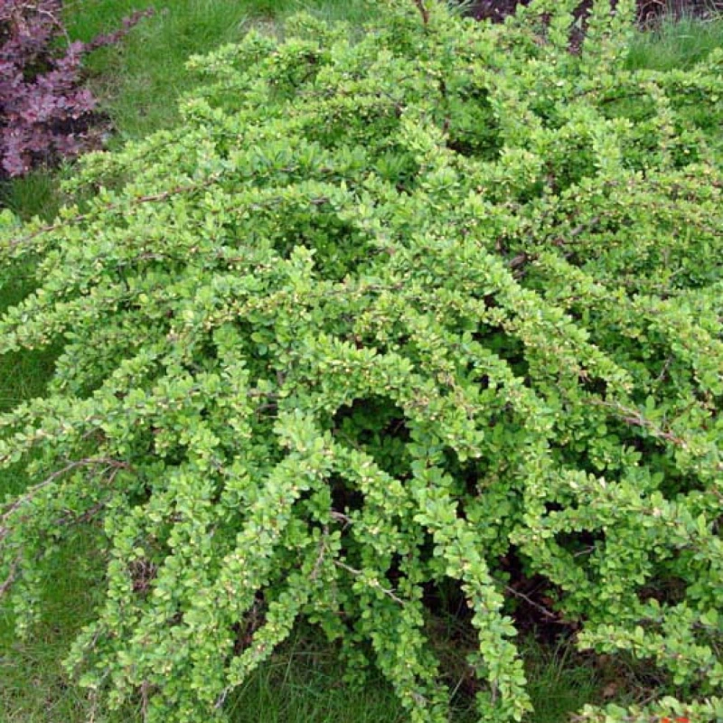 Berberys Green Carpet zielony dywan Berberis thunbergii roślina okrywowa zamiast trawnika odporny krzew płożący na duże powierzchnie